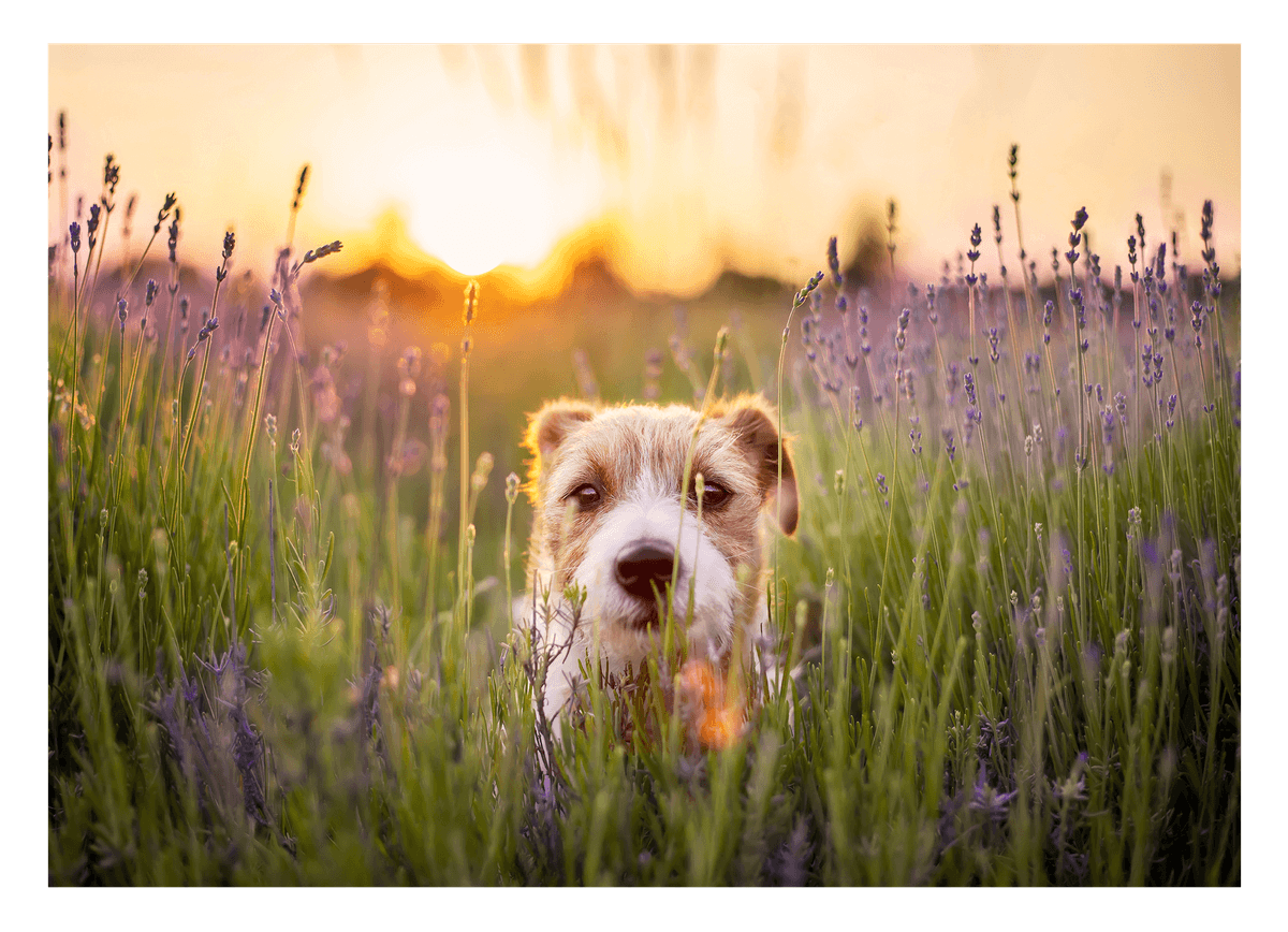 Süßer Hund in Blumenwiese