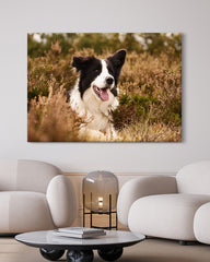 After Hover: Hund - Border Collie in der Natur