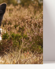 After Hover: Hund - Border Collie in der Natur