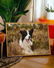 After Hover: Hund - Border Collie in der Natur