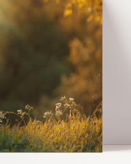 After Hover: Dackel im Wald