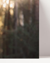 After Hover: Husky im Wald