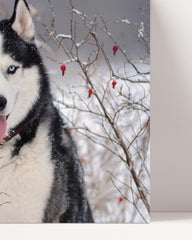 After Hover: Husky im Winter