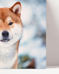 After Hover: Shiba Inu
