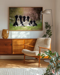 After Hover: Border Collies