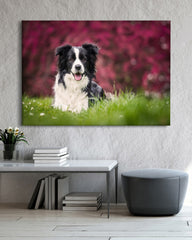 After Hover: Border Collie auf der Wiese - Hunde Fotografie