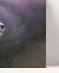 After Hover: Jack Russel Terrier im Lavendel
