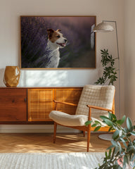 After Hover: Jack Russel Terrier im Lavendel