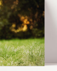 After Hover: Rennender Schäferhund