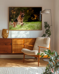 After Hover: Rennender Schäferhund