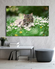 After Hover: Tier Fotografie - Katze auf Blumenwiese mit Gänseblümchen