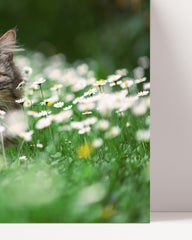 After Hover: Tier Fotografie - Katze auf Blumenwiese mit Gänseblümchen