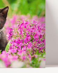 After Hover: Katzen-Baby in Blumenwiese