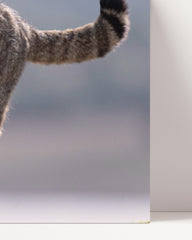 After Hover: Wildkatze