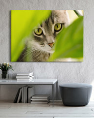 After Hover: Katze - Nahaufnahme