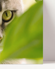 After Hover: Katze - Nahaufnahme