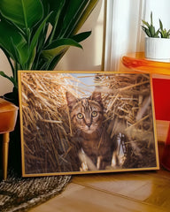 After Hover: Katze im Stroh