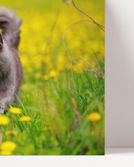After Hover: Katze auf gelber Blumenwiese - Tier & Natur Fotografie
