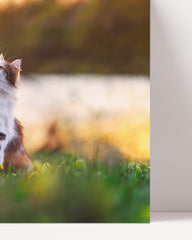 After Hover: Katze mit Schmetterling