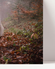 After Hover: Katze und Hund in der Natur