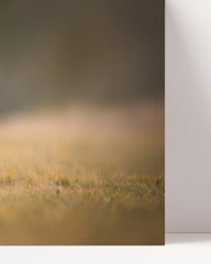 After Hover: Katze in der Natur