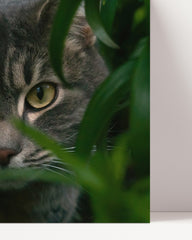 After Hover: Katze zwischen Blättern