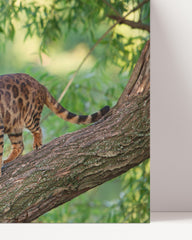 After Hover: Katze auf Baum