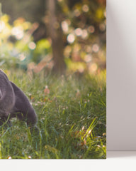 After Hover: Rennende Katze