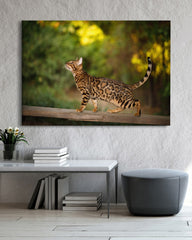 After Hover: Elegante Katze