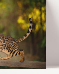 After Hover: Elegante Katze