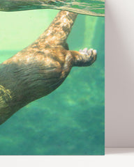 After Hover: Tauchender Seeotter