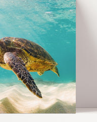 After Hover: Schwimmende Schildkröte - Faszinierende Tierwelt Unterwasser