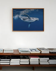 After Hover: Blauwal unter Wasser