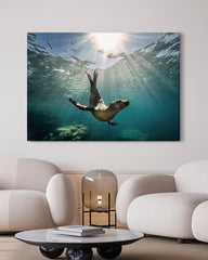 After Hover: Tauchende Seerobbe