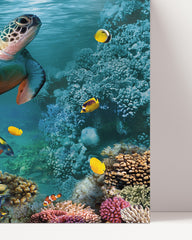 After Hover: Schildkröte im Korallenriff