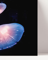 After Hover: Leuchtende runde Quallen - Unterwasser Spektakel Tier Fotografie