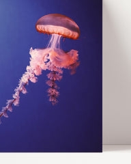 After Hover: Qualle im Ozean