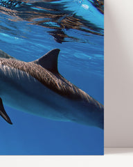 After Hover: Delfine unter Wasser