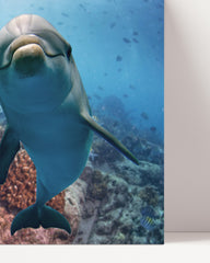 After Hover: Neugierige Delfine