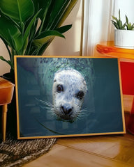 After Hover: Seerobbe schaut aus dem Wasser