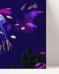 After Hover: Bunte Quallen