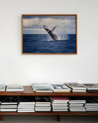 After Hover: Springender Blauwal