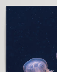 After Hover: Leuchtende Quallen mit langen Tentakeln - Unterwasser Tierwelt