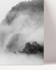 After Hover: Bäume im Nebel