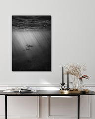 After Hover: Delfine unter Wasser - Schwarz-Weiß