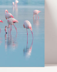 After Hover: Flamingos im Wasser
