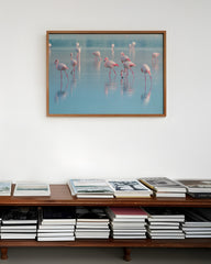 After Hover: Flamingos im Wasser