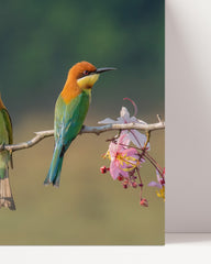 After Hover: Exotische Vögel