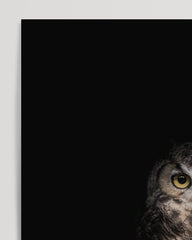 After Hover: Eule auf schwarzem Hintergrund