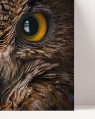 After Hover: Eule im Portrait